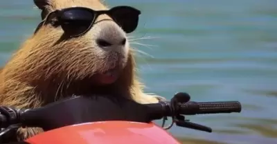 Capibara