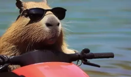 Capibara