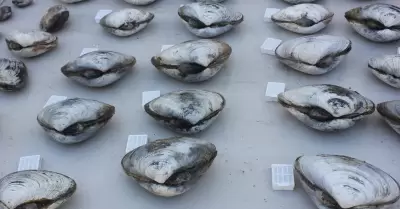 Almeja Pismo