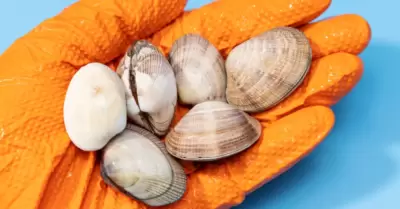 Almejas
