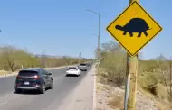 Hermosillo: �Cuidado con el cruce de tortugas!