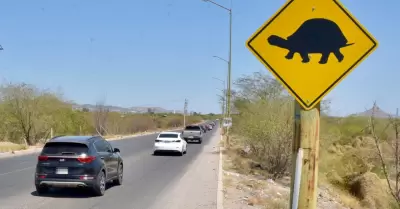 Hermosillo cruce de tortugas