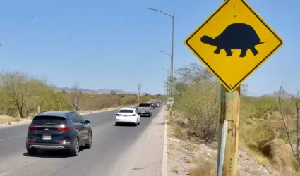 Hermosillo cruce de tortugas