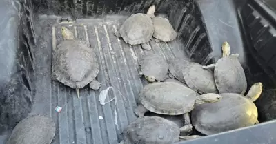 Tortugas
