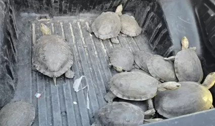 Tortugas