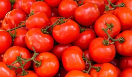 Tomates