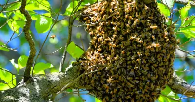 Abejas