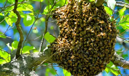 Abejas