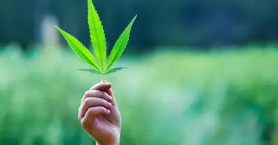 Marihuana