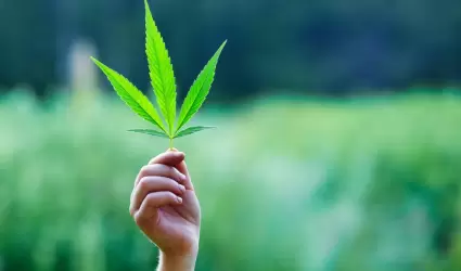 Marihuana