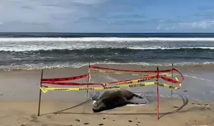 Lobo marino varado