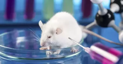 D�a Internacional del Animal de Laboratorio