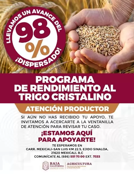 Por concluir SADERBC la dispersi�n del programa de rendimiento al trigo cristalino
