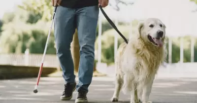 Perro Gu�a