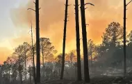 "La situaci�n est� muy cr�tica": incendio arrasa con ranchos y ganado en sierra de N�cori Chico