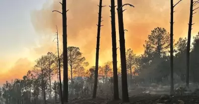 Incendio en sierra de N�cori Chico