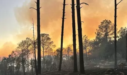 Incendio en sierra de N�cori Chico