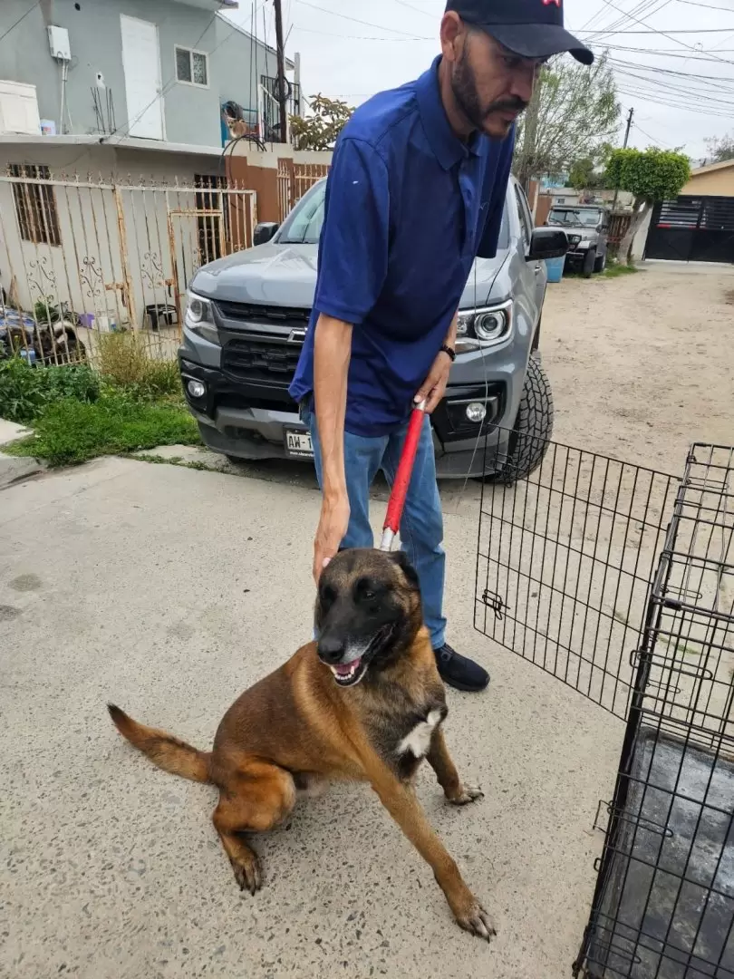 8 caninos v�ctimas de maltrato animal rescatados en la colonia Obrera