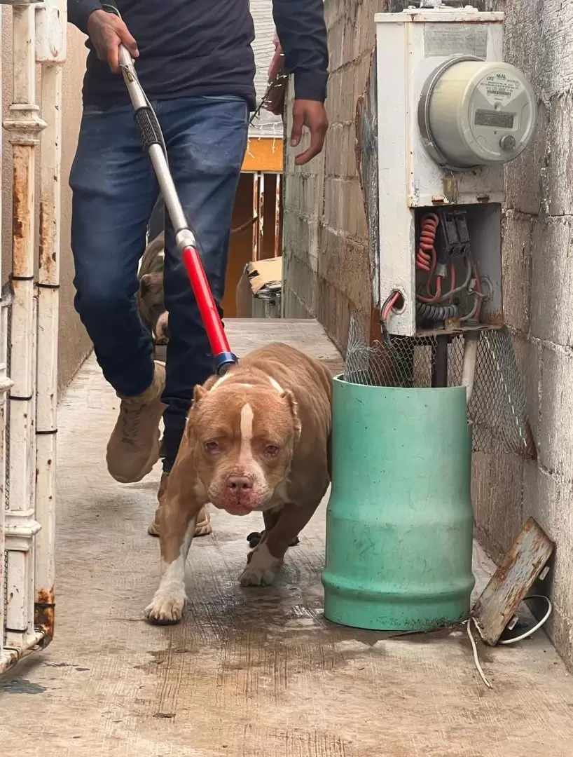 8 caninos v�ctimas de maltrato animal rescatados en la colonia Obrera