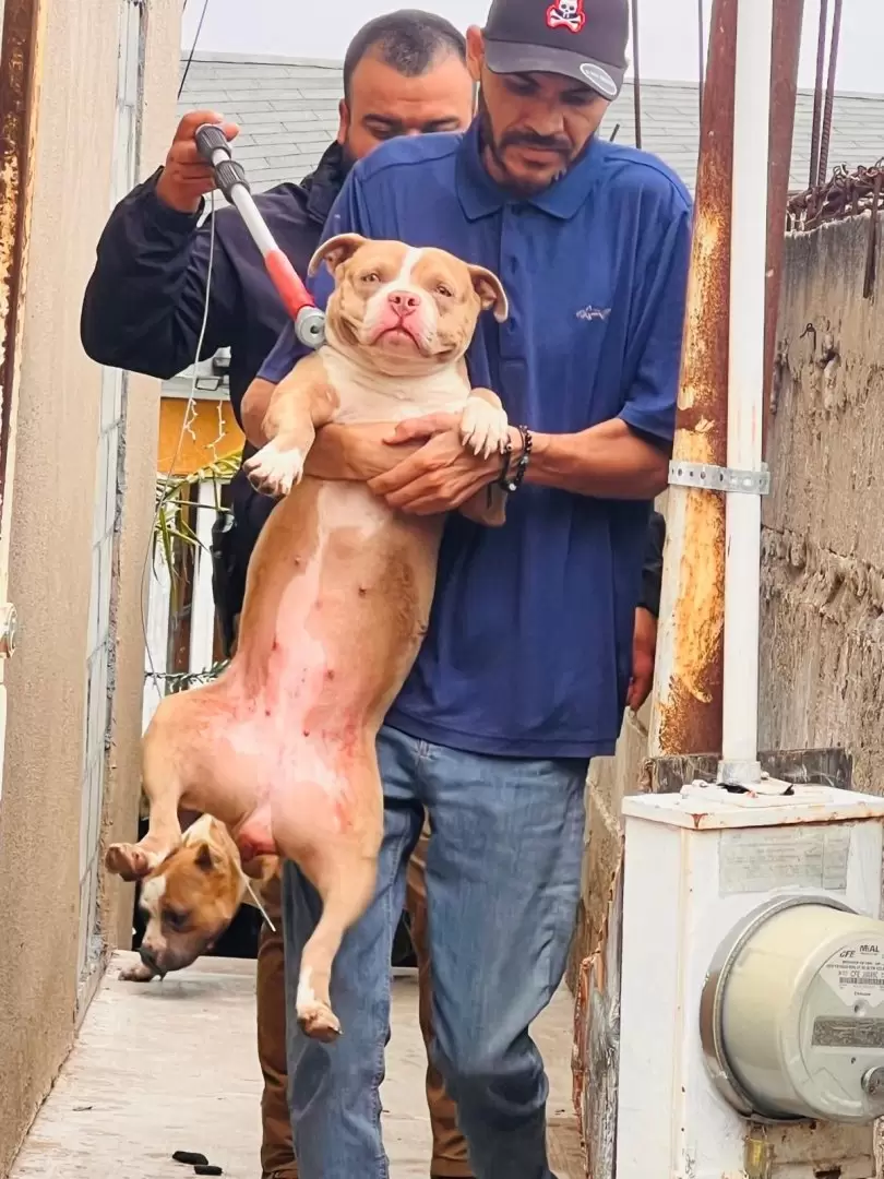 8 caninos v�ctimas de maltrato animal rescatados en la colonia Obrera
