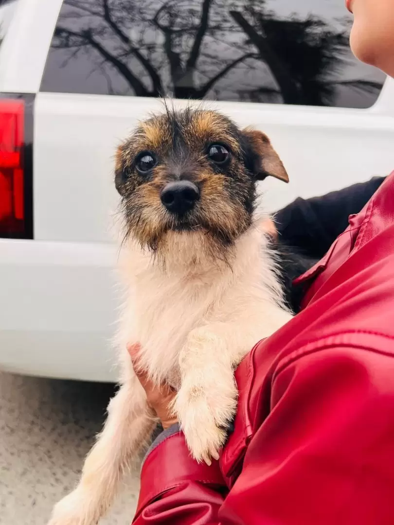 8 caninos v�ctimas de maltrato animal rescatados en la colonia Obrera