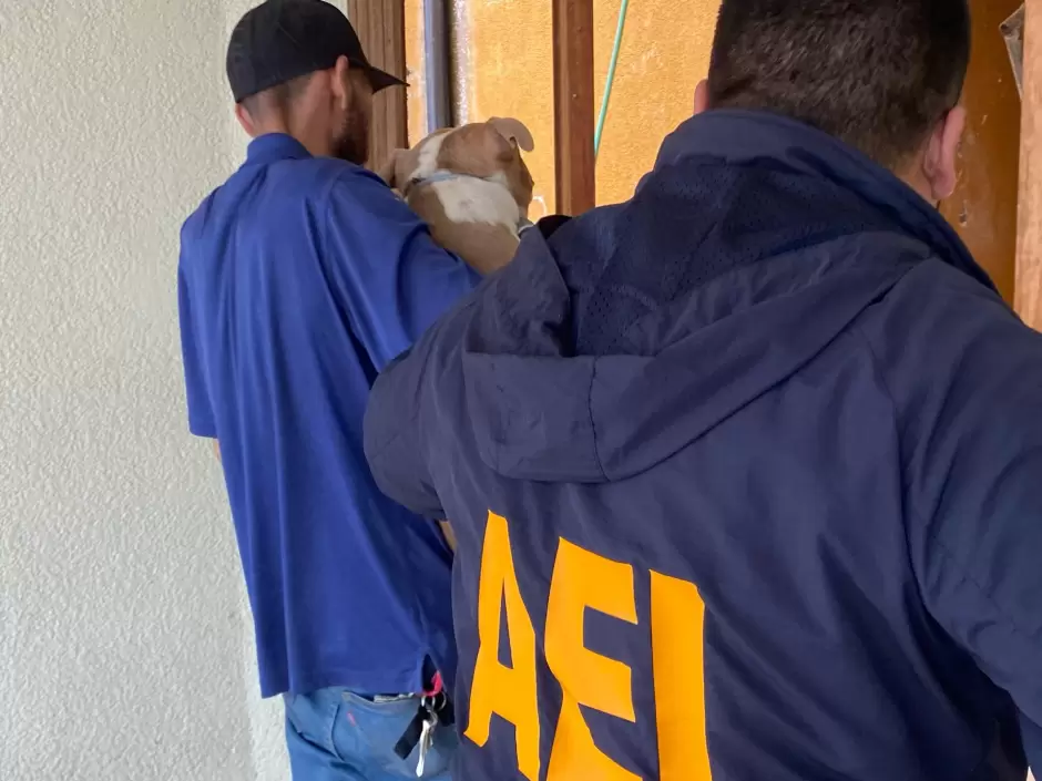 8 caninos v�ctimas de maltrato animal rescatados en la colonia Obrera