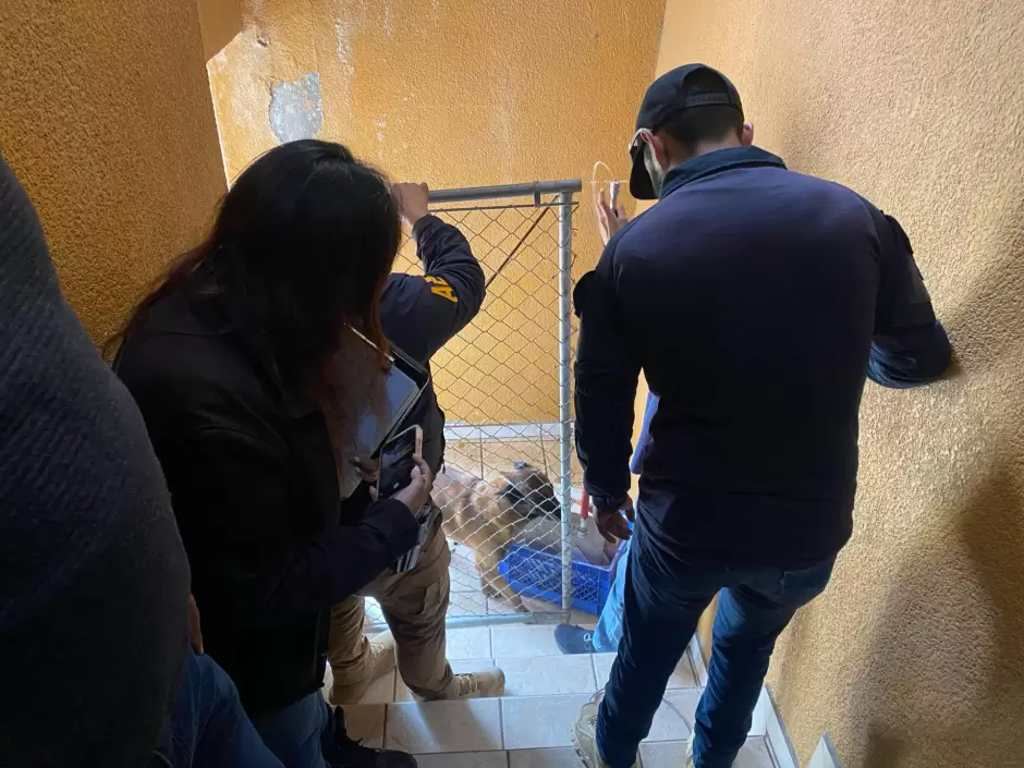 8 caninos v�ctimas de maltrato animal rescatados en la colonia Obrera