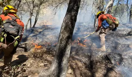 Incendio forestal en N�cori Chico