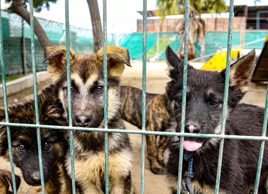 Mascotas en adopci�n