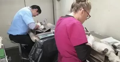 Esterilizaci�n de mascotas