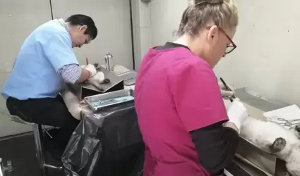 Esterilizaci�n de mascotas