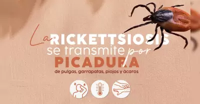 Prevenci�n de la rickettsiosis