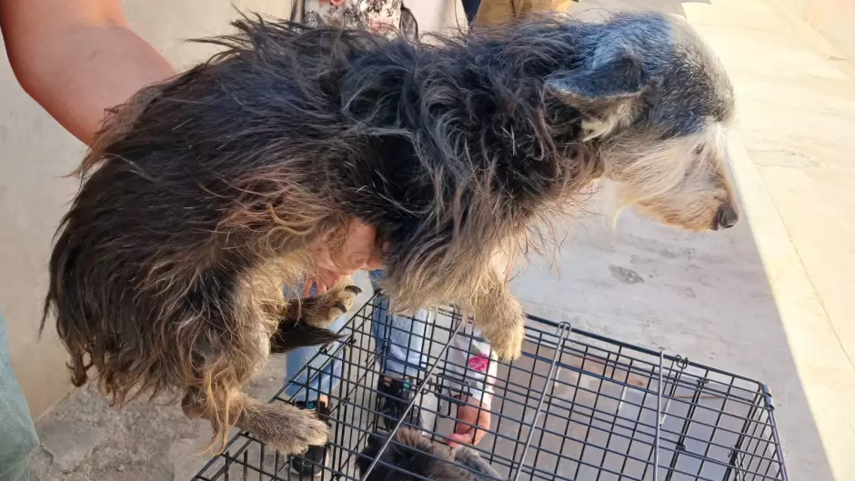 Rescate de caninos