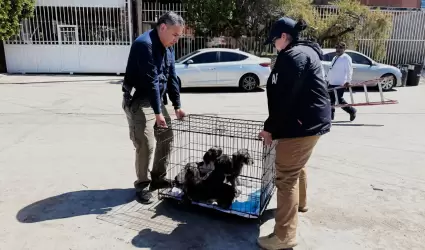Rescate de caninos