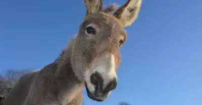 Burro