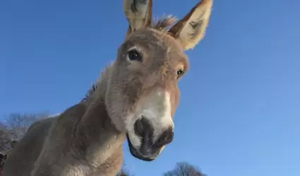 Burro