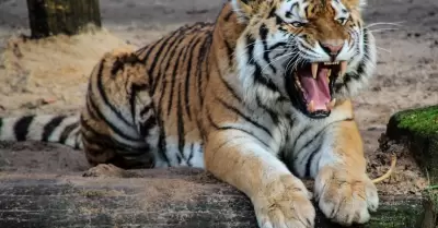 Tigre