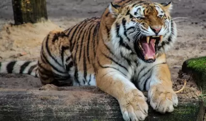 Tigre
