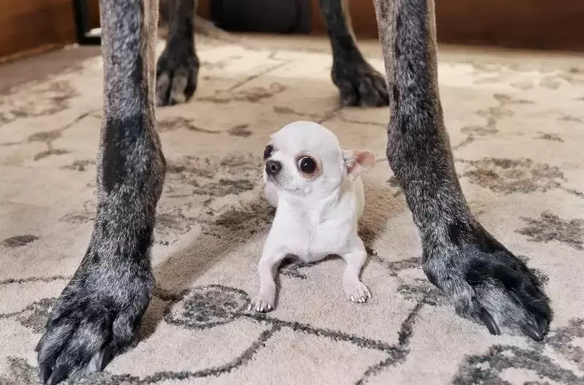 El perrito�m�s alto del mundo y el m�s peque�o