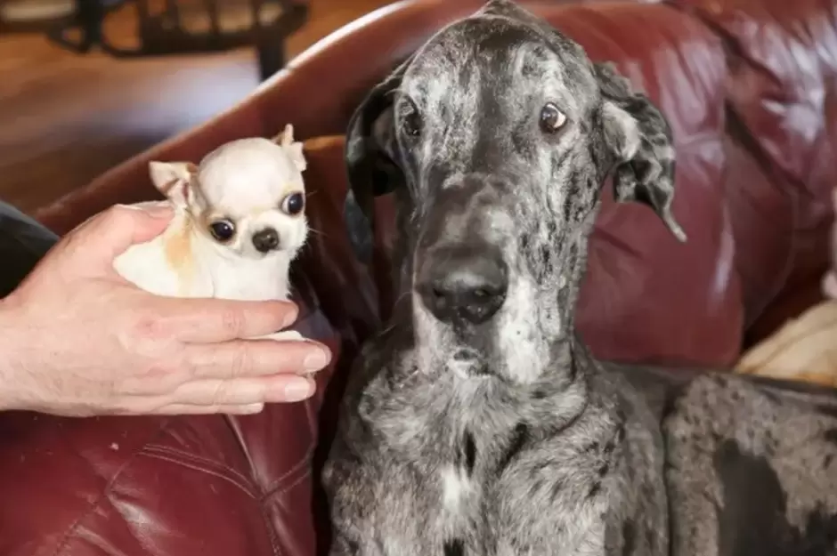 El perrito�m�s alto del mundo y el m�s peque�o