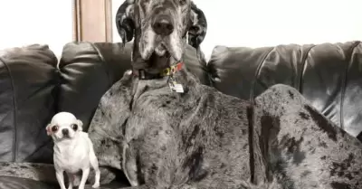 El perrito�m�s alto del mundo y el m�s peque�o