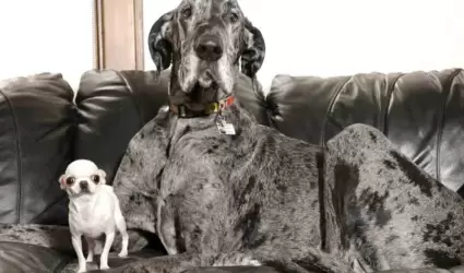 El perrito�m�s alto del mundo y el m�s peque�o