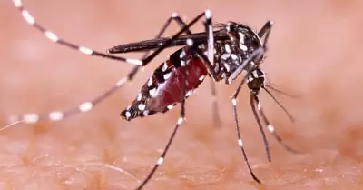 Dengue