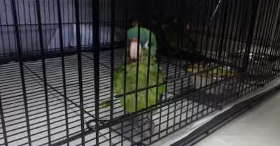 Aves