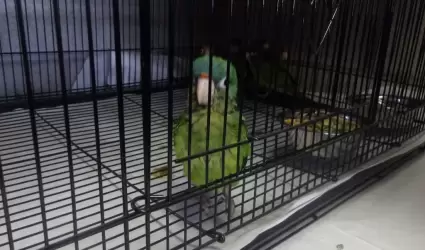 Aves