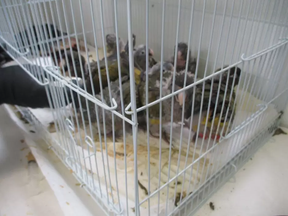 Aves
