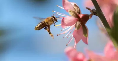 Abeja
