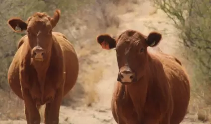 Ganado, vacas