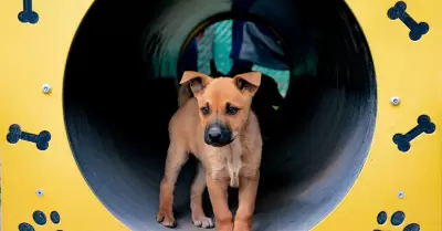 Mascota