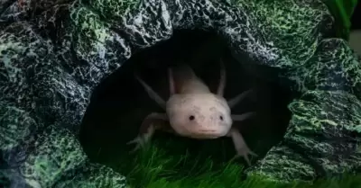 Ajolote